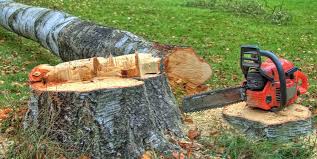 Professional Tree Care in Newkirk, OK