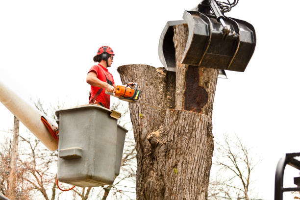 Leaf Removal in Newkirk, OK