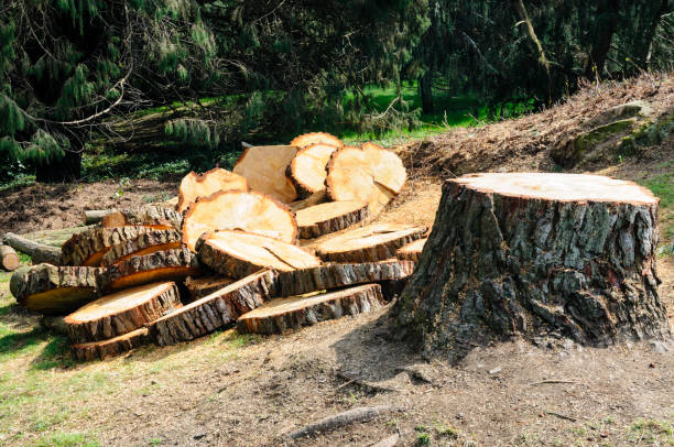 Best Commercial Tree Services  in Newkirk, OK